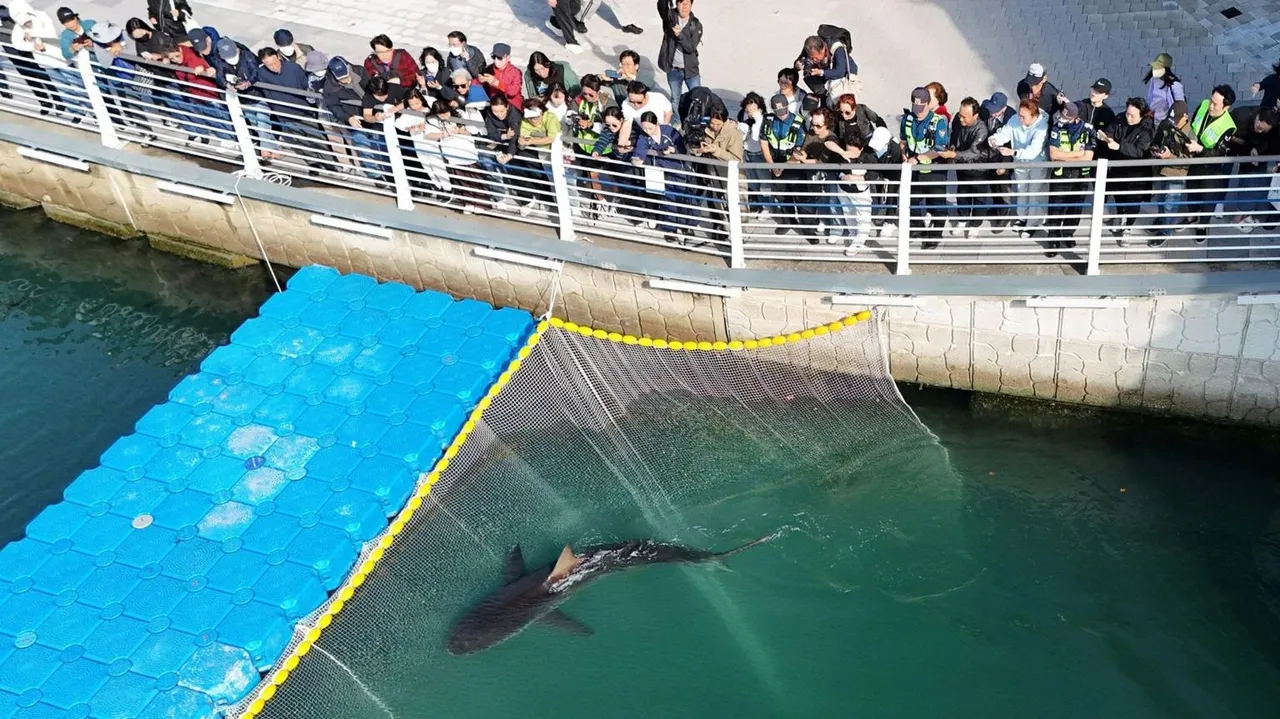 Bukangi the Shark Returns to South Korea Canal After Rescue Operation