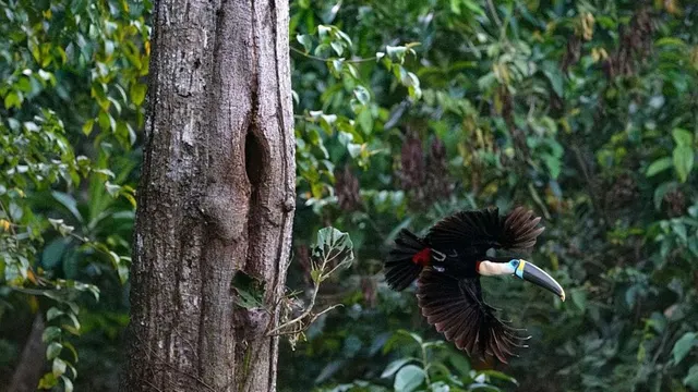 Brazil's Amazon Deforestation Falls to Lowest Level on Record Since 1988