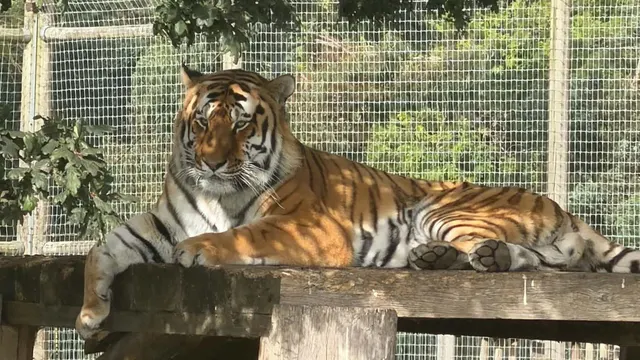 Yorkshire Wildlife Park Remains Closed After Man Dies in Fatal Tiger Attack